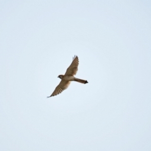 Falco cenchroides at Jerrabomberra, NSW - 19 Sep 2020 09:18 AM