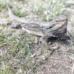 Pogona barbata (Eastern Bearded Dragon) at Charles Sturt University - 31 Aug 2020 by SonjVan