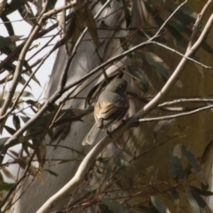 Pachycephala pectoralis at Michelago, NSW - 22 Aug 2020 12:54 PM