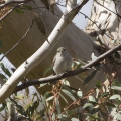 Pachycephala pectoralis at Michelago, NSW - 22 Aug 2020 12:54 PM