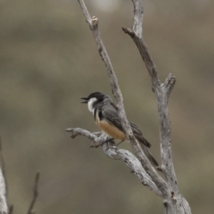 Pachycephala rufiventris at Michelago, NSW - 13 Dec 2019 11:35 AM