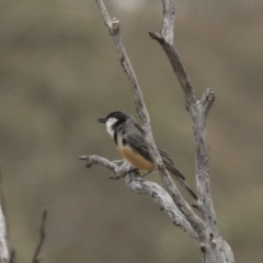 Pachycephala rufiventris at Michelago, NSW - 13 Dec 2019 11:35 AM