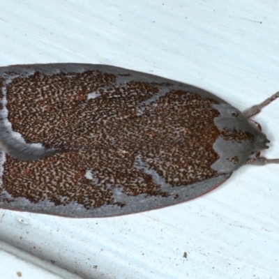 Euchaetis rhizobola (A Concealer moth) at Ainslie, ACT - 20 Sep 2020 by jb2602