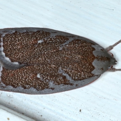Euchaetis rhizobola (A Concealer moth) at Ainslie, ACT - 20 Sep 2020 by jbromilow50