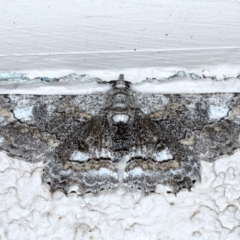 Cleora displicata (A Cleora Bark Moth (Boarmiini) at Ainslie, ACT - 20 Sep 2020 by jb2602
