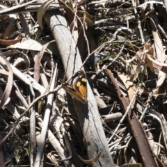 Heteronympha merope (Common Brown Butterfly) at QPRC LGA - 3 Dec 2019 by Illilanga