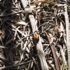 Heteronympha merope at Rossi, NSW - 3 Dec 2019