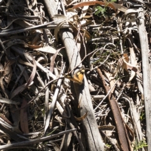 Heteronympha merope at Rossi, NSW - 3 Dec 2019