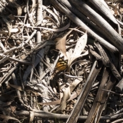 Heteronympha merope at Rossi, NSW - 3 Dec 2019