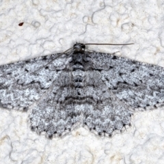 Psilosticha absorpta (Fine-waved Bark Moth) at Ainslie, ACT - 20 Sep 2020 by jbromilow50