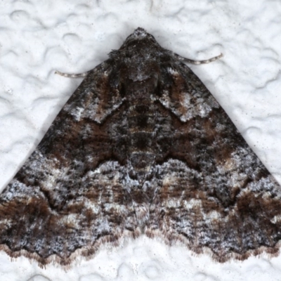 Gastrina cristaria (Wave-lined Geometrid) at Ainslie, ACT - 20 Sep 2020 by jb2602