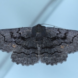 Melanodes anthracitaria at Ainslie, ACT - 20 Sep 2020