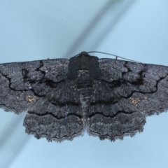 Melanodes anthracitaria (Black Geometrid) at Ainslie, ACT - 20 Sep 2020 by jbromilow50