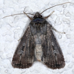 Agrotis infusa (Bogong Moth, Common Cutworm) at Ainslie, ACT - 20 Sep 2020 by jb2602