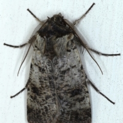 Agrotis porphyricollis (Variable Cutworm) at Ainslie, ACT - 20 Sep 2020 by jb2602