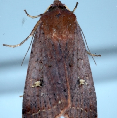 Diarsia intermixta (Chevron Cutworm, Orange Peel Moth.) at Ainslie, ACT - 20 Sep 2020 by jbromilow50