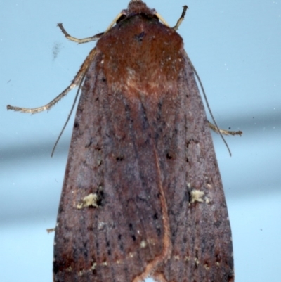 Diarsia intermixta (Chevron Cutworm, Orange Peel Moth.) at Ainslie, ACT - 20 Sep 2020 by jb2602