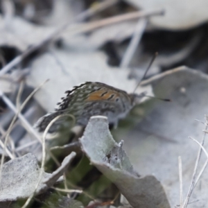 Lucia limbaria at Michelago, NSW - 3 Jan 2019 03:24 PM