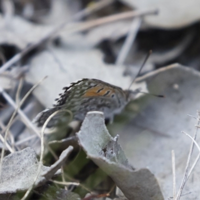 Lucia limbaria (Chequered Copper) at Michelago, NSW - 3 Jan 2019 by Illilanga