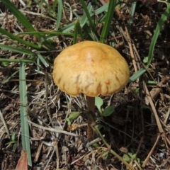 Unidentified Cap on a stem; gills below cap [mushrooms or mushroom-like] at Pollinator-friendly garden Conder - 18 Feb 2020 by michaelb