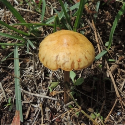 Unidentified Cap on a stem; gills below cap [mushrooms or mushroom-like] at Conder, ACT - 18 Feb 2020 by michaelb