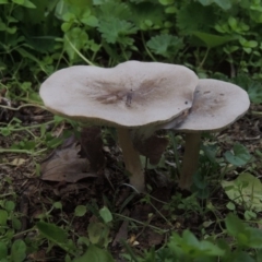 zz agaric (stem; gills white/cream) at Pollinator-friendly garden Conder - 14 Apr 2020 by michaelb