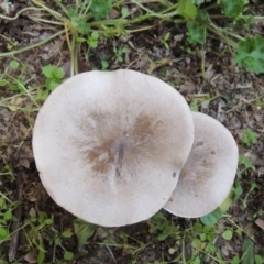 zz agaric (stem; gills white/cream) at Conder, ACT - 14 Apr 2020 04:45 PM