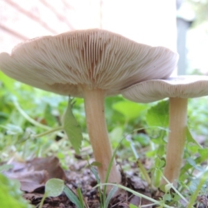 zz agaric (stem; gills white/cream) at Conder, ACT - 14 Apr 2020 04:45 PM