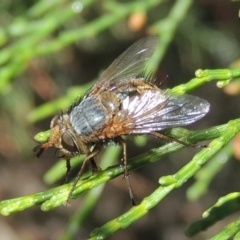 Chaetophthalmus sp. (genus) (A bristle fly) at Pollinator-friendly garden Conder - 19 Apr 2020 by michaelb