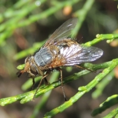 Chaetophthalmus sp. (genus) (A bristle fly) at Conder, ACT - 19 Apr 2020 by MichaelBedingfield