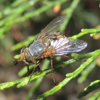 Chaetophthalmus sp. (genus) (A bristle fly) at Pollinator-friendly garden Conder - 19 Apr 2020 by michaelb