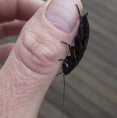 Platyzosteria similis at Michelago, NSW - 13 Jun 2020