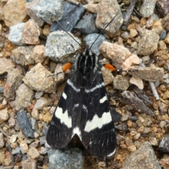 Phalaenoides glycinae (Grapevine Moth) at Tuggeranong Hill - 21 Sep 2020 by Owen