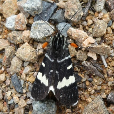 Phalaenoides glycinae (Grapevine Moth) at Tuggeranong Hill - 21 Sep 2020 by Owen
