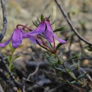 Tetratheca bauerifolia at Yass River, NSW - 21 Sep 2020