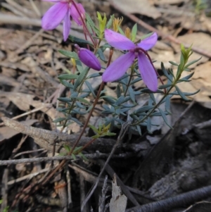 Tetratheca bauerifolia at Yass River, NSW - 21 Sep 2020 12:34 PM