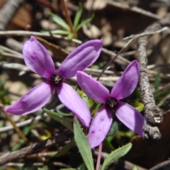 Tetratheca bauerifolia at Yass River, NSW - 21 Sep 2020