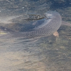 Cyprinus carpio at Throsby, ACT - 21 Sep 2020 10:18 AM