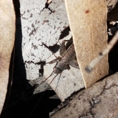 Eurepa marginipennis (Mottled bush cricket) at Bruce Ridge - 21 Sep 2020 by trevorpreston