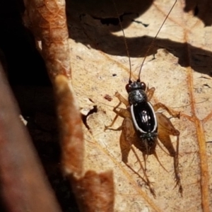 Trigonidium (Balamara) albovittatum at Lyneham, ACT - 21 Sep 2020