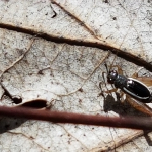 Trigonidium (Balamara) albovittatum at Lyneham, ACT - 21 Sep 2020