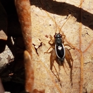 Trigonidium (Balamara) albovittatum at Lyneham, ACT - 21 Sep 2020