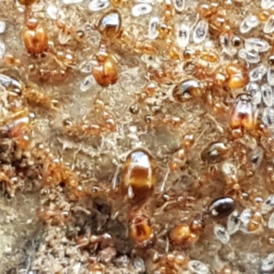 Pheidole sp. (genus) (Seed-harvesting ant) at Lyneham, ACT - 21 Sep 2020 by tpreston