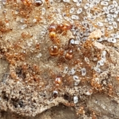 Pheidole sp. (genus) at Lyneham, ACT - 21 Sep 2020