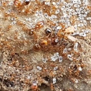 Pheidole sp. (genus) at Lyneham, ACT - 21 Sep 2020