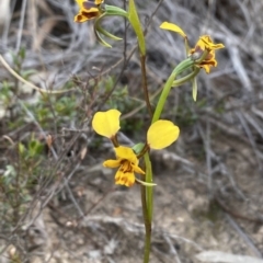 Diuris nigromontana (Black Mountain Leopard Orchid) at Black Mountain - 19 Sep 2020 by PennyD