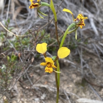 Diuris nigromontana (Black Mountain Leopard Orchid) at Downer, ACT - 19 Sep 2020 by PennyD