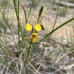 Diuris nigromontana at Downer, ACT - suppressed