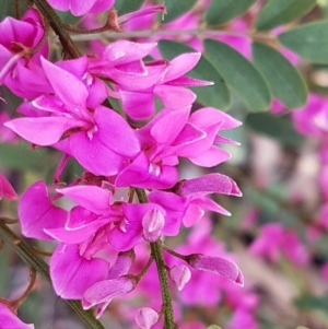 Indigofera australis subsp. australis at Lyneham, ACT - 21 Sep 2020