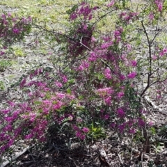 Indigofera australis subsp. australis at Lyneham, ACT - 21 Sep 2020